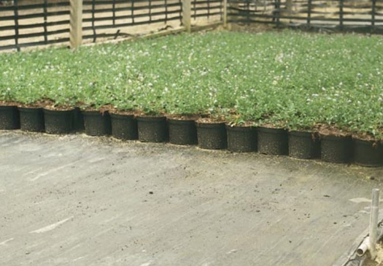 Sub-irrigated, drained sand beds provide ideal container beds for over wintering plants